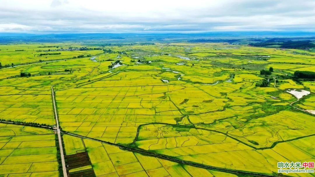 响水大米网 响水大米网