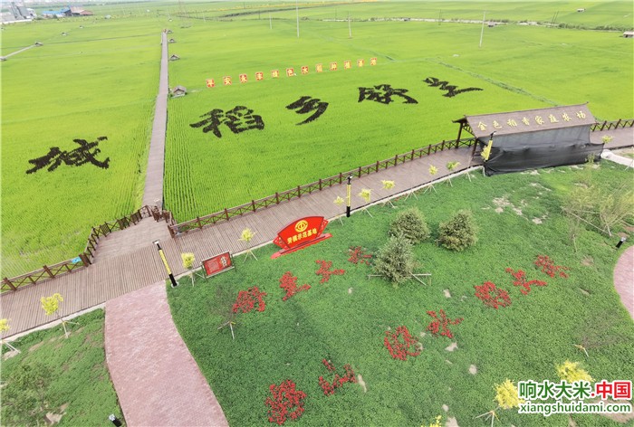 响水大米网 响水大米网