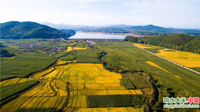 响水大米网 响水大米网