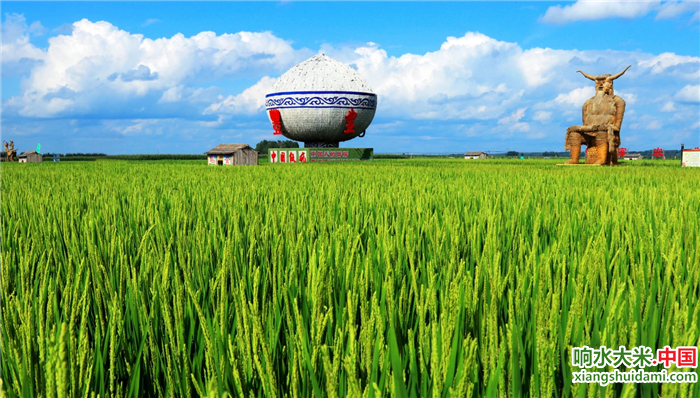 响水大米网 响水大米网