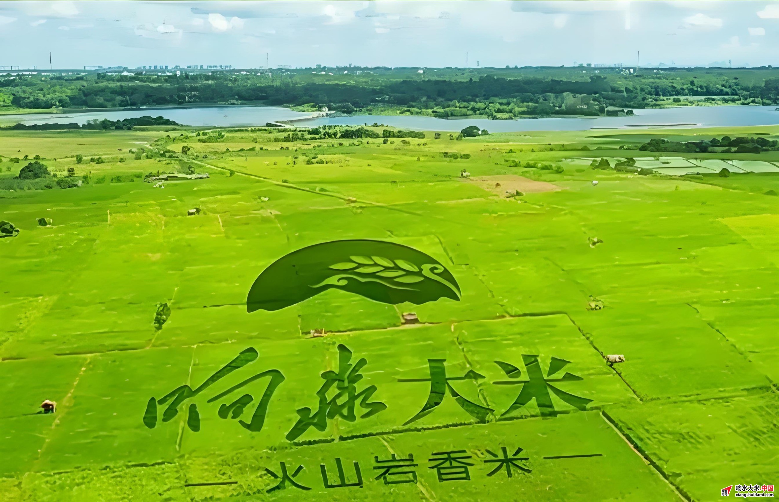 响水大米网 响水大米网