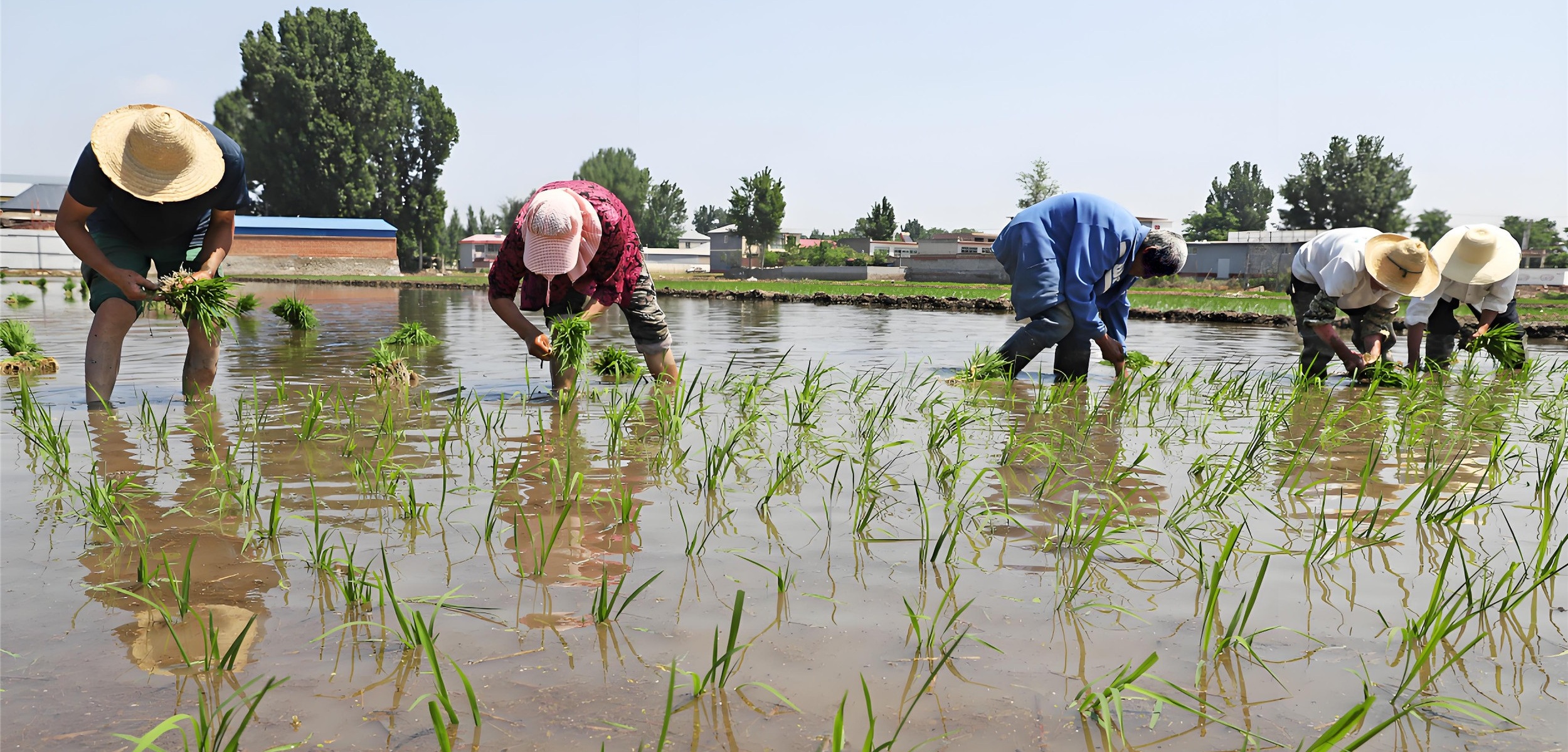 响水大米的历史源远流长 可追溯至1300年前的唐代渤海国时期
