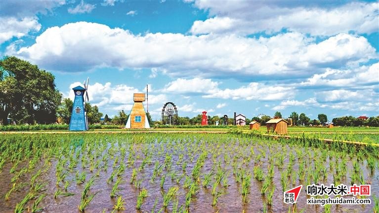 响水大米网