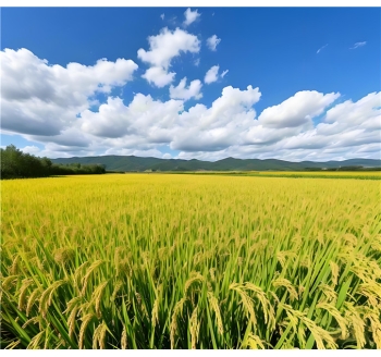 大米价格回落 日本6月核心通胀从29个月高点回落