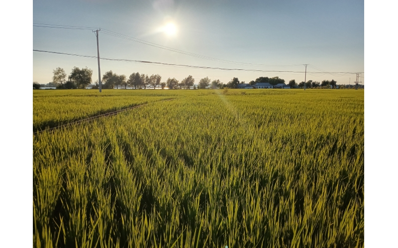 响水大米稻田目前长势情况图片-1