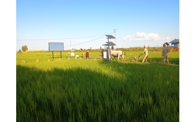 响水大米稻田目前长势情况图片-2