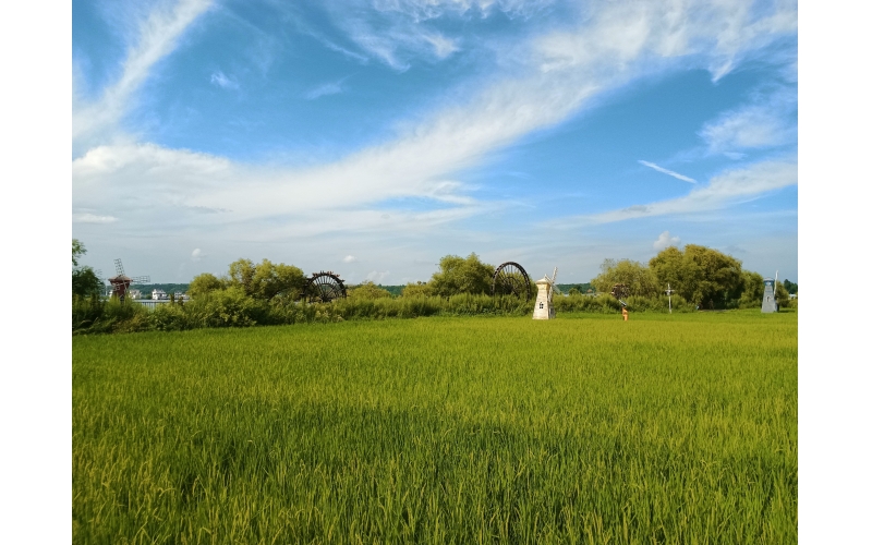 响水大米：历史、生态与产业发展深度报告