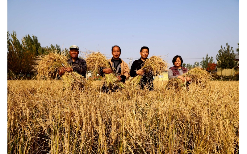 图片-丰收的喜悦