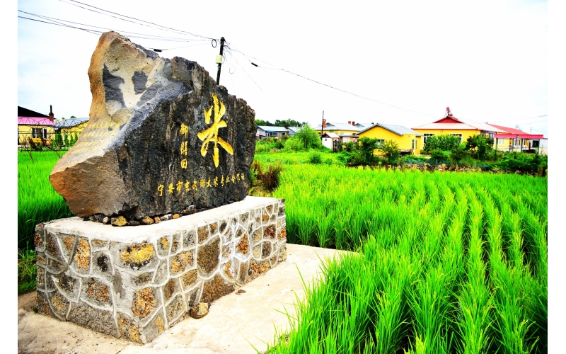 视频 看看石板响水大米喝的什么水就知道为什么响水大米好吃了