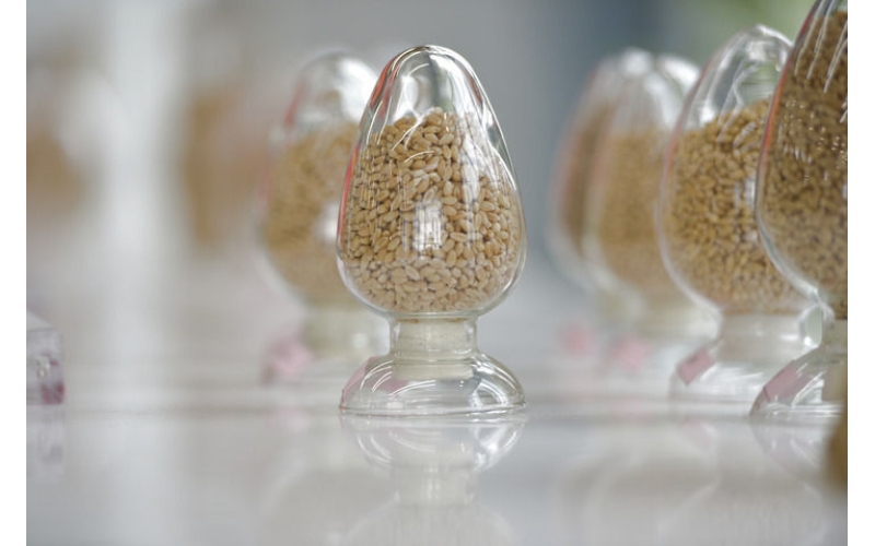 用更多好种子守护美好生活&mdash;&mdash;种业振兴行动五年间